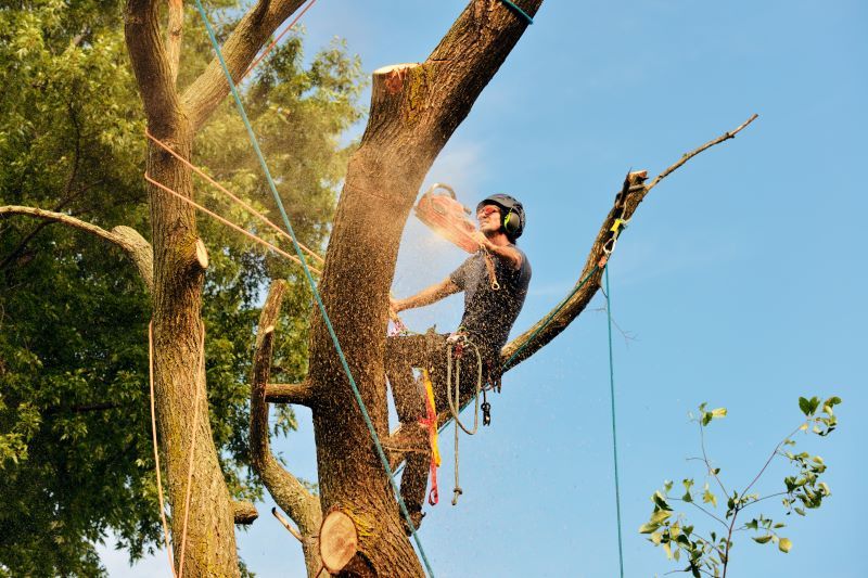 Trusted Tree Clearing Companies Near You