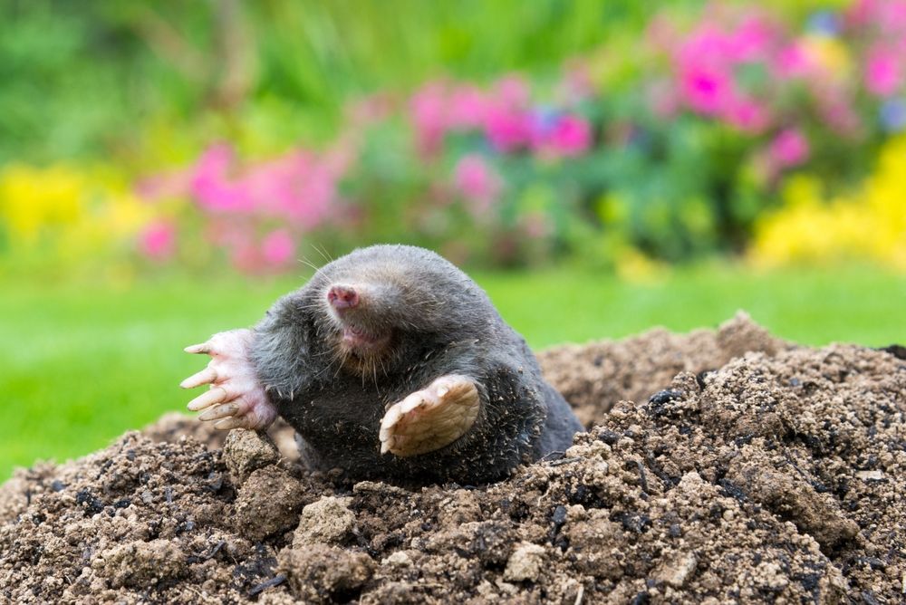 Effective Ways to Keep Your Yard Free of Moles